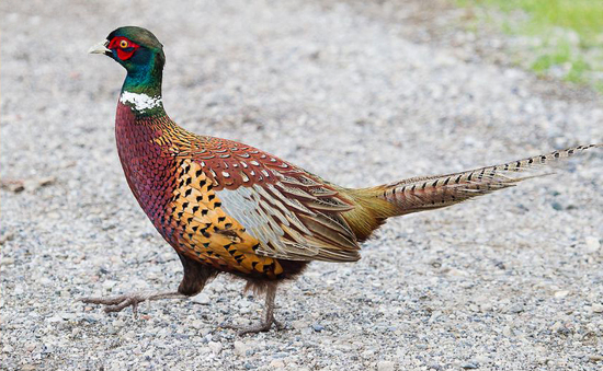 ring necked pheasant