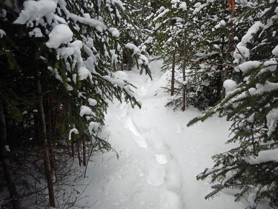 Hopkins Trail to Marcy
