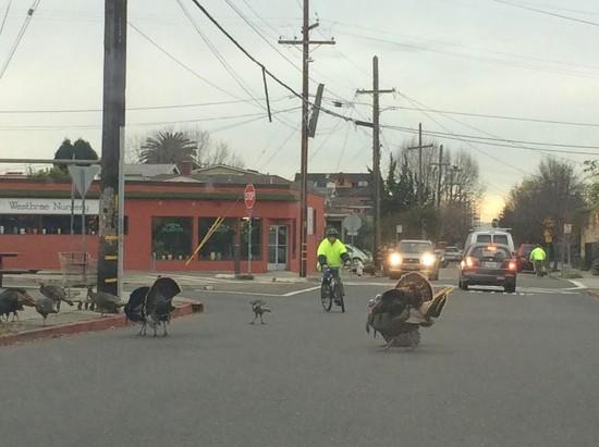 berkeleyside turkeys