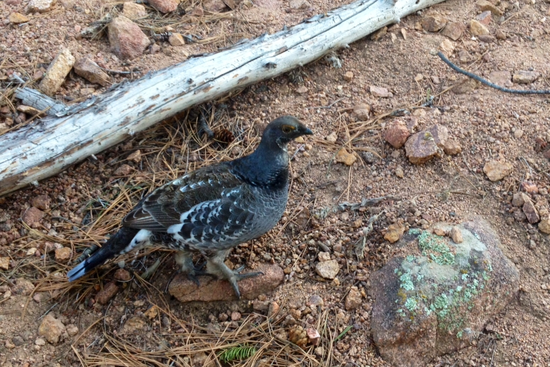 grouse