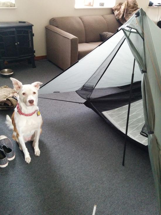 protrail pup