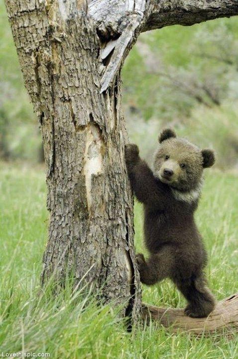 bear