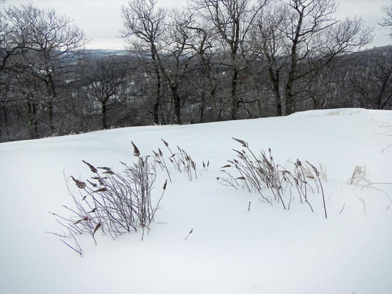 rime ice on brush