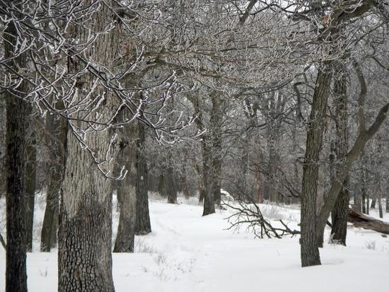 trees with ice