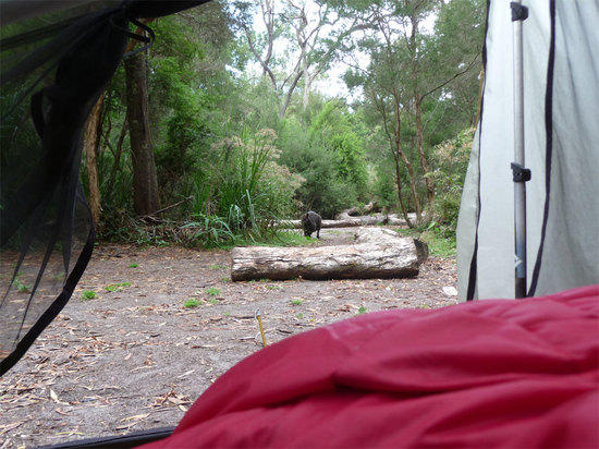 Wallaby at Wilsons Prom