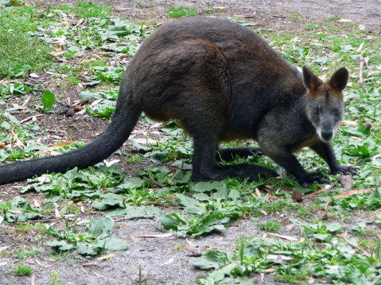 Black wallaby