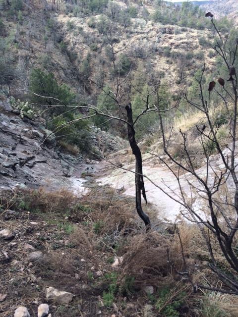side creek off MOgollon
