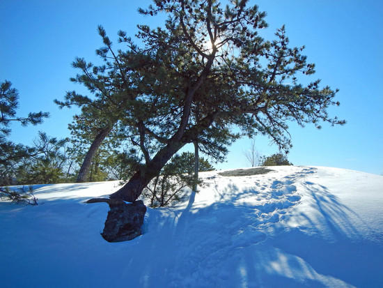 nature's Bonsai