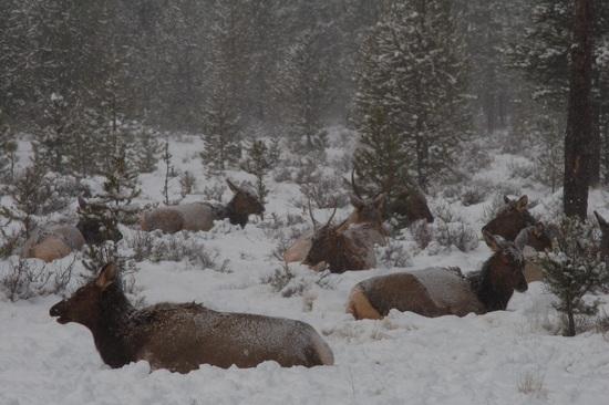 Elk