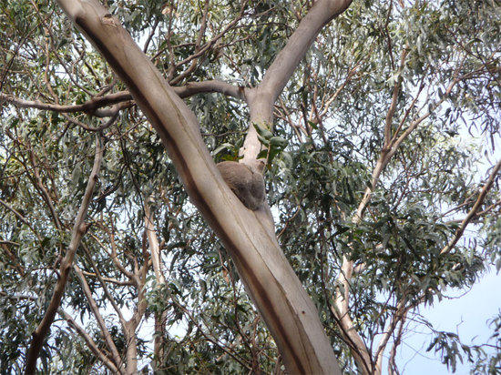 koala