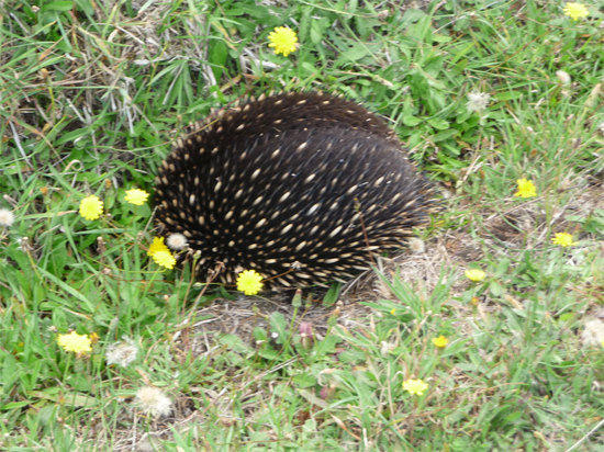 echidna