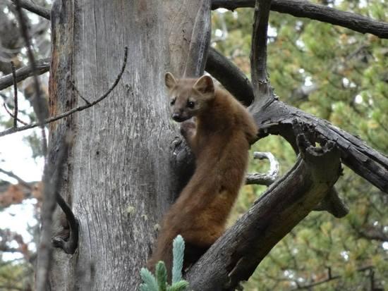 Pine Martin