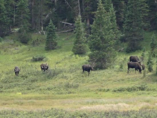 Bull Moose