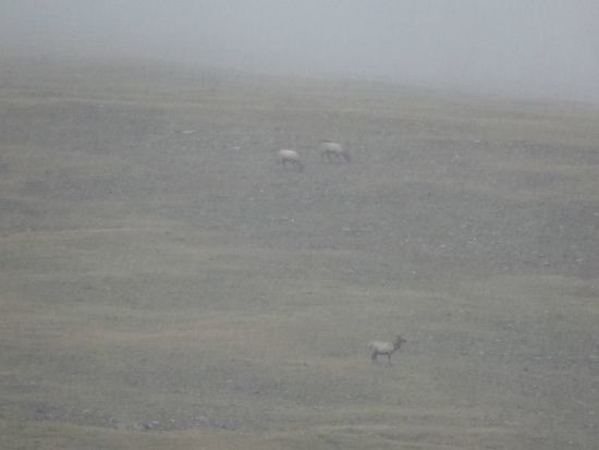 Elk