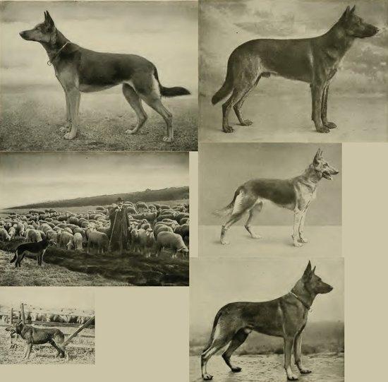 GSDS