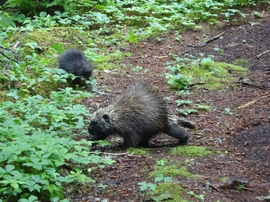 Porcupine