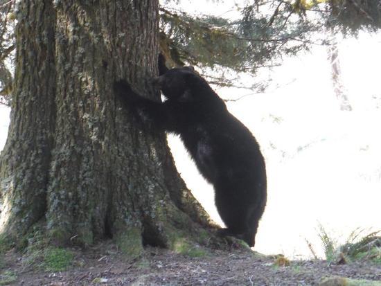 bearontree
