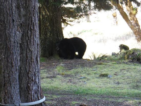 bearground