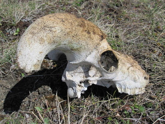 Sheep Skull