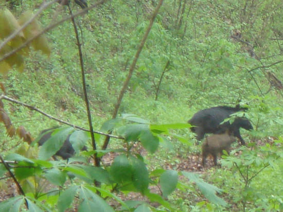 pigs beech gap