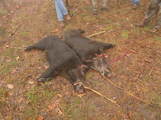 pigs