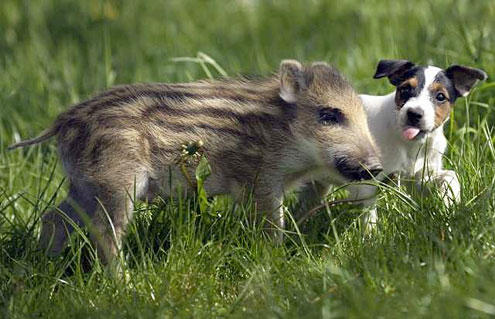 piglet