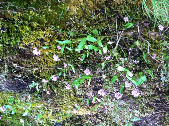 cliff flowers