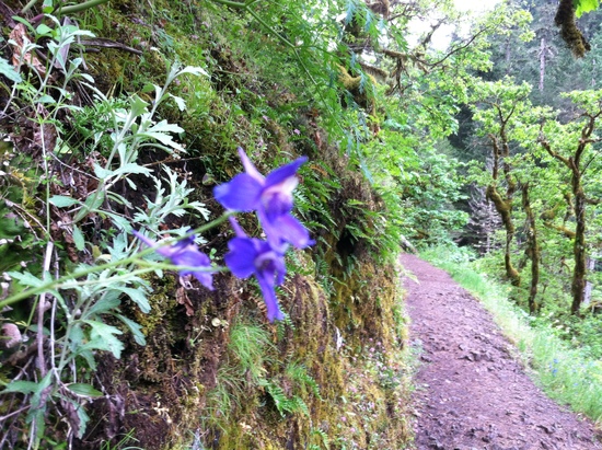 purple flower