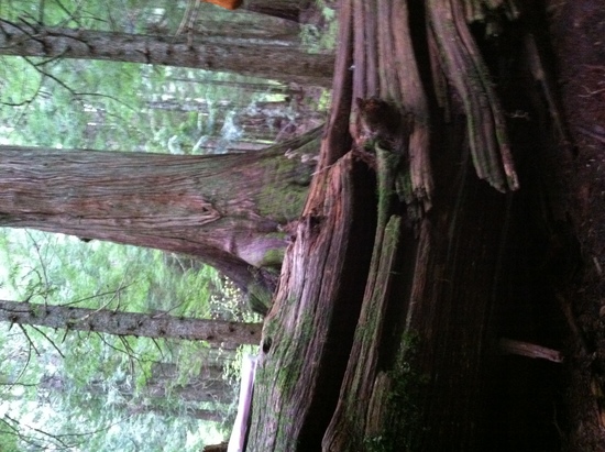 big cedar