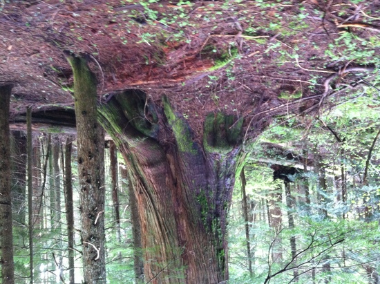 another big cedar