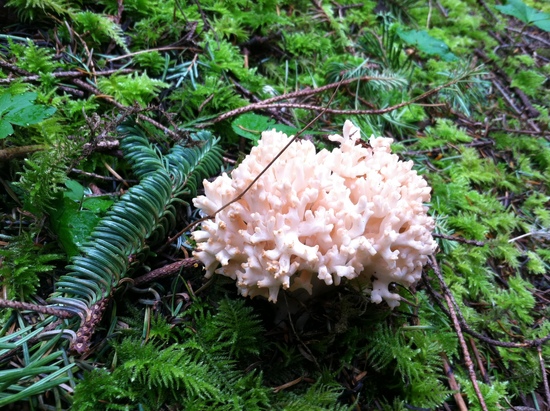 fungus