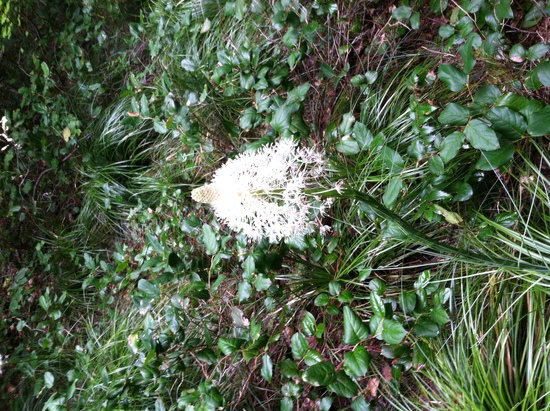 funky flower