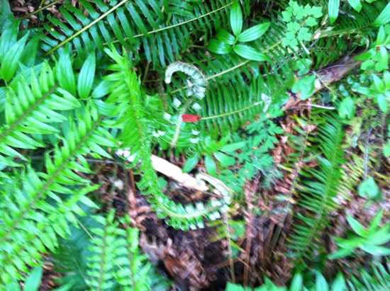 red bug