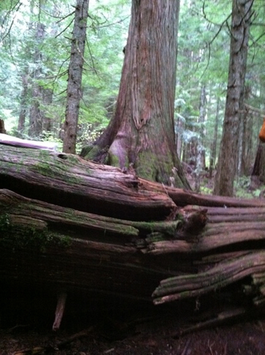 log