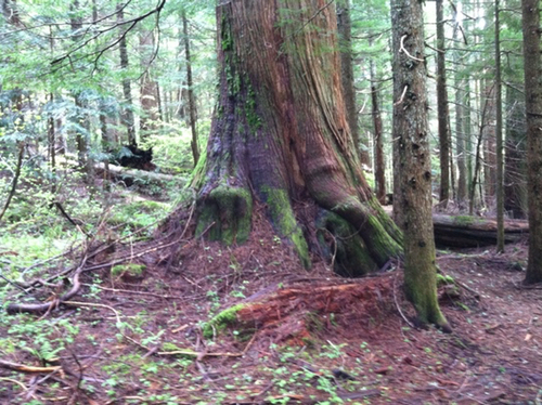 tree
