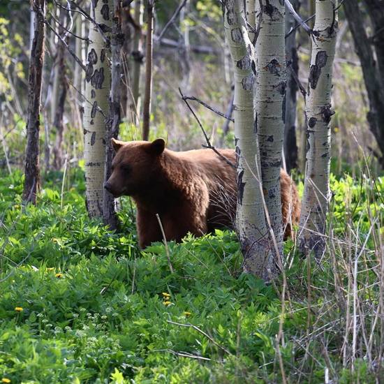 Post BMWO grizzly sighting