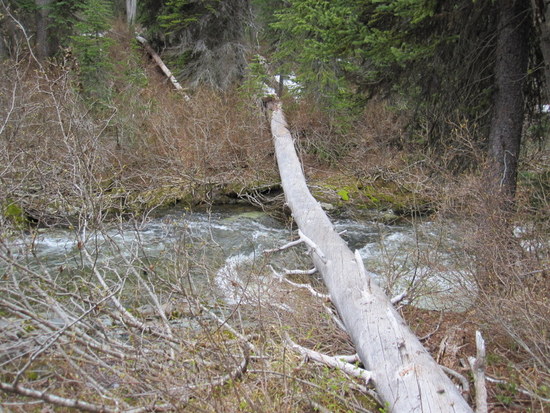 Tree Bridge