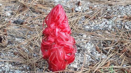 Snow Plant