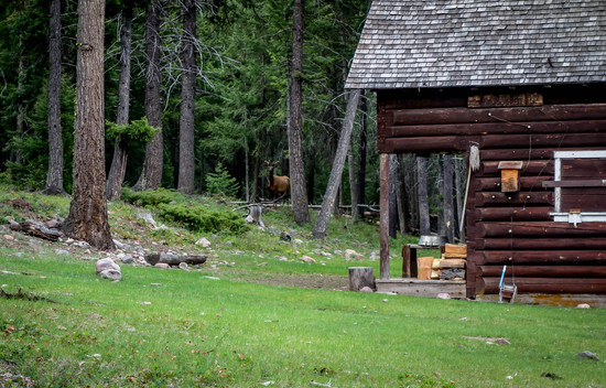Black Bear Elk