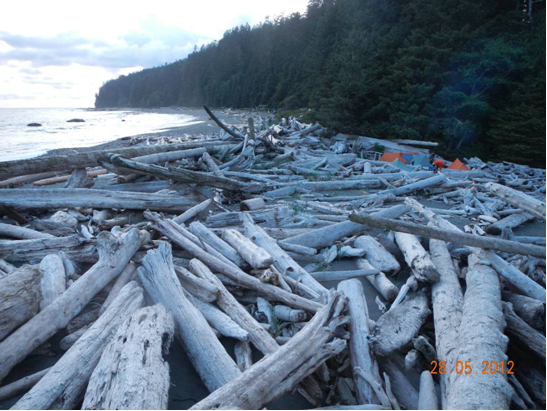 drift wood