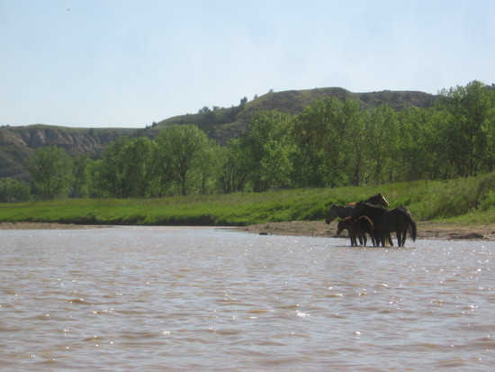 horses