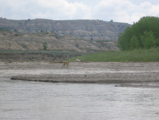 coyote