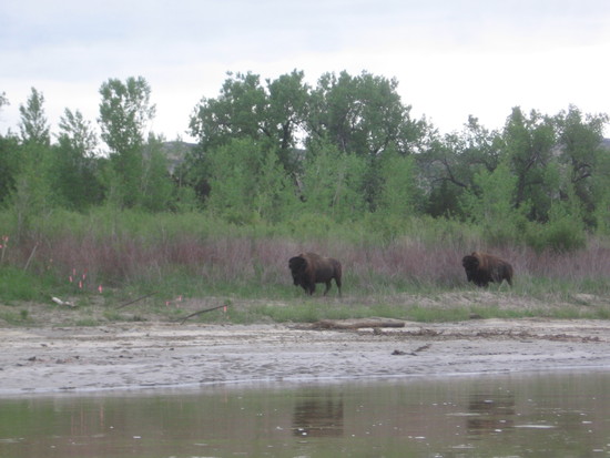 buffalo