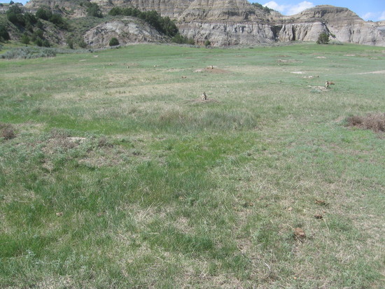 prairie dogs