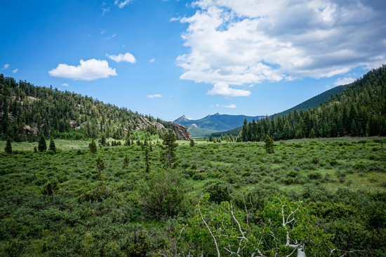 meadow
