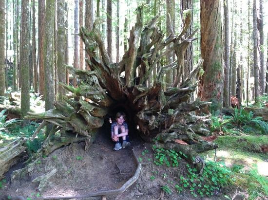 roots
