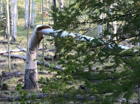 Blown over Aspen