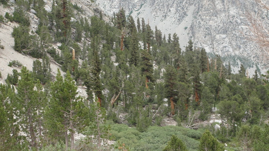 trees