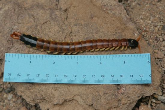 arizona centipede