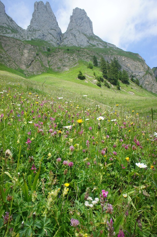 Blumen